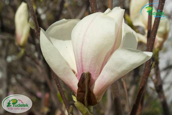 Magnolia Brozzoni (1)